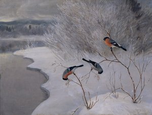 Bullfinches af Anders Kongsrud