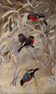 Bullfinches af Anders Kongsrud