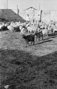TRANSHUMANCE I CROTONE af Ando Gilardi