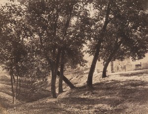 Træer, c. 1855.