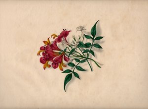 Liljer (farvelagt gravering) af André Limot