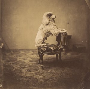 [Kejserinde Eugenies puddel], 1850