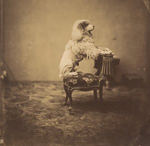 [Kejserinde Eugenies puddel], 1850
