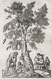 Brødfrugttræ, gravering af Andre Thevet (1504-1592), Paris, Frankrig af Andre Thevet