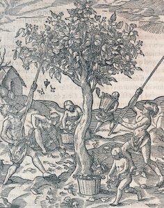 Høst af peber på øen Java, gravering fra Universal Cosmology af Andre Thevet (1504-1592), Paris af Andre Thevet
