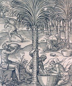 Indbyggere i Kap Verde laver drinks fra palmetræer, gravering fra Universal Cosmology, af Andre Thevet (1504-1592), Paris af Andre Thevet