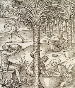 Indbyggere i Kap Verde laver drinks fra palmetræer, gravering fra Universal Cosmology, af Andre Thevet (1504-1592), Paris, Afrika, 1575 af Andre Thevet