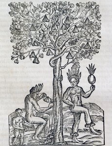 Nana frugt, tropisk lægeplante, gravering fra Universal Cosmology, af Andre Thevet (1504-1592), Paris