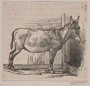 Æsel af Andreas Flinch
