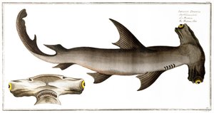 Hammerhead Shark (Balance Fish), udgivet af Black, ca. 1790 (tryk)