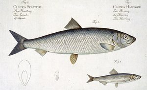 Sild (Clupea Harengus) (Fig. 1) og Brisling (Clupea Sprattus) plade XXIX fra 