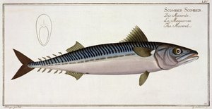 Makrel (Scomber Scomber) tallerken LIV fra 