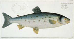 Lakse (Salmo Salar) tallerken XX fra 