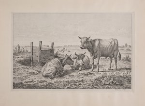 Danish: En tyr og to køer