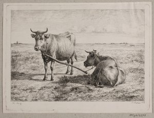 Danish: To sammenkoblede køer