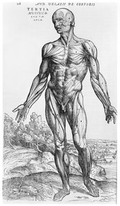 Anatomisk undersøgelse, illustration fra "De Humani Corporis Fabrica" af Andreas Vesalius (1514-64) Basel, 1543