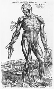 Anatomisk undersøgelse, illustration fra "De Humani Corporis Fabrica" af Andreas Vesalius (1514-64) Basel, 1543