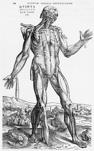 Anatomisk undersøgelse, illustration fra 