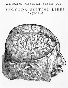 The Brain, illustration fra 