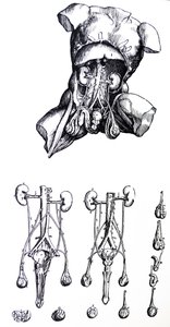 Pladerne fra den femte bog af De Humani Corporis Fabrica af Andreas Vesalius