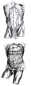 Pladerne fra den femte bog af De Humani Corporis Fabrica af Andreas Vesalius