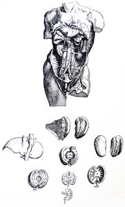 Pladerne fra den femte bog i De Humani Corporis Fabrica af Andreas Vesalius