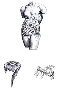 Pladerne fra den femte bog i De Humani Corporis Fabrica af Andreas Vesalius