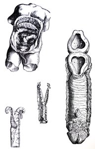 Pladerne fra den femte bog af De Humani Corporis Fabrica af Andreas Vesalius