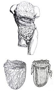 Pladerne fra den femte bog af De Humani Corporis Fabrica af Andreas Vesalius