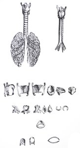 Pladerne fra den første bog i De Humani Corporis Fabrica af Andreas Vesalius