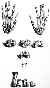 Pladerne fra den første bog af De Humani Corporis Fabrica af Andreas Vesalius