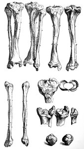 Pladerne fra den første bog af De Humani Corporis Fabrica af Andreas Vesalius