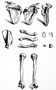 Pladerne fra den første bog af De Humani Corporis Fabrica af Andreas Vesalius