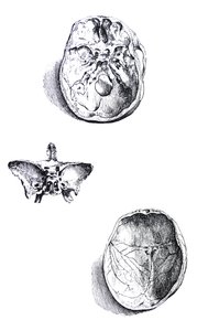 Pladerne fra den første bog af De Humani Corporis Fabrica af Andreas Vesalius