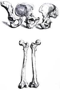 Pladerne fra den første bog af De Humani Corporis Fabrica af Andreas Vesalius