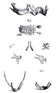 Pladerne fra den første bog i De Humani Corporis Fabrica af Andreas Vesalius