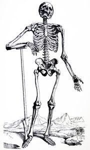 Pladerne fra den første bog af De Humani Corporis Fabrica af Andreas Vesalius