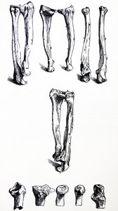 Pladerne fra den første bog af De Humani Corporis Fabrica af Andreas Vesalius