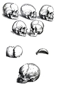 Pladerne fra den første bog af De Humani Corporis Fabrica af Andreas Vesalius, (1514-1564) af Andreas Vesalius