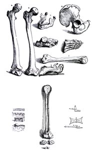 Pladerne fra den første bog af De Humani Corporis Fabrica af Andreas Vesalius, (1514-1564) af Andreas Vesalius