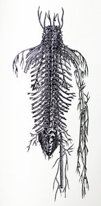 Pladerne fra den fjerde bog af De Humani Corporis Fabrica af Andreas Vesalius