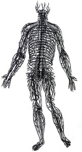 Pladerne fra den fjerde bog i De Humani Corporis Fabrica af Andreas Vesalius