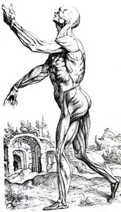 Pladerne fra anden bog af De Humani Corporis Fabrica af Andreas Vesalius