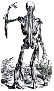 Pladerne fra anden bog i De Humani Corporis Fabrica af Andreas Vesalius