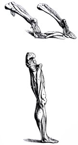 Pladerne fra anden bog af De Humani Corporis Fabrica af Andreas Vesalius