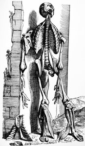 Pladerne fra anden bog af De Humani Corporis Fabrica af Andreas Vesalius