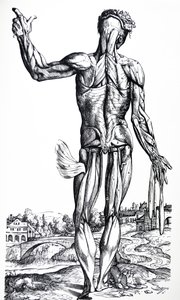 Pladerne fra anden bog af De Humani Corporis Fabrica af Andreas Vesalius