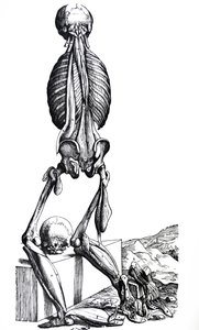 Pladerne fra anden bog af De Humani Corporis Fabrica af Andreas Vesalius