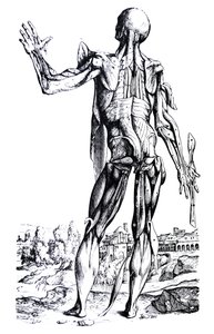 Pladerne fra anden bog af De Humani Corporis Fabrica af Andreas Vesalius