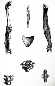 Pladerne fra anden bog af De Humani Corporis Fabrica af Andreas Vesalius